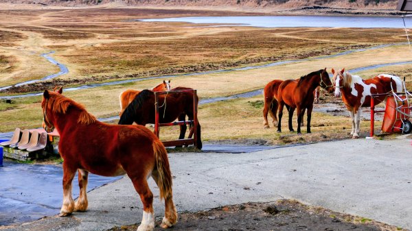 熊本阿蘇火山,草千里,砂千里3027766