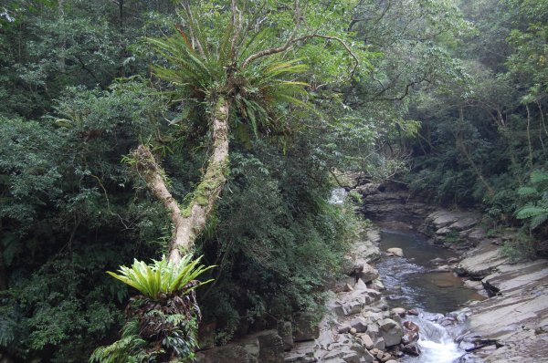 坪林金瓜寮溪步道1957851