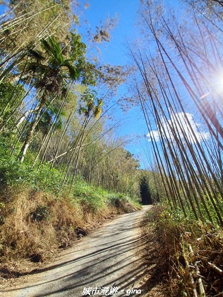 【嘉義。阿里山鄉】小百岳集起來。 編號60小百岳-奮起湖大凍山步道1579183