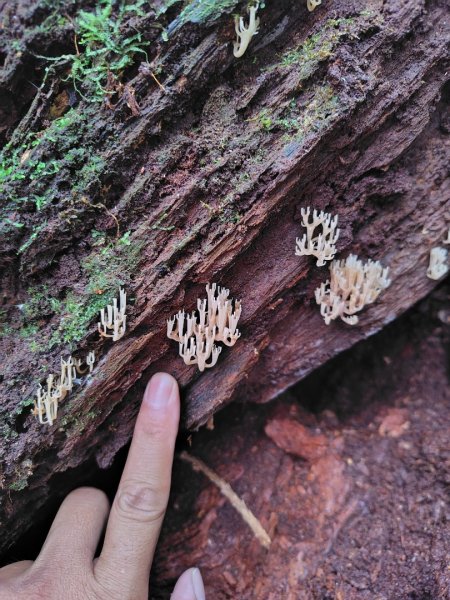 橫沙笛/橫嶺山、沙蓮山、笛吹山2799325