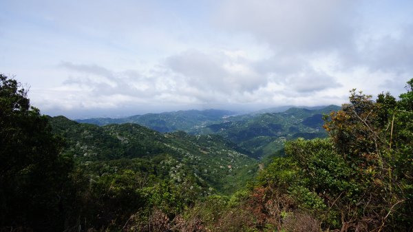 白雞山連走之花574004