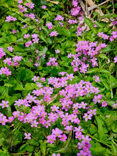 2025年臺北大縱走第六段：中華科技大學至捷運麟光站2755782