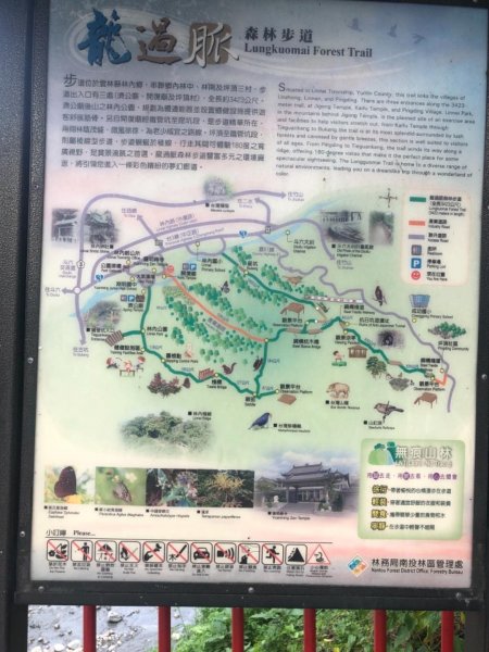 林內龍過脈（獼猴四面埋伏）656977