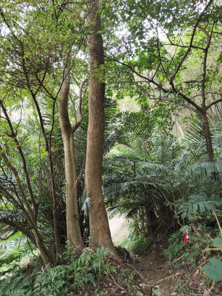 2023.12.27 大溪金面山2839314