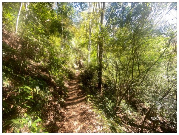 虎山、水雲三星之首 ( 苗栗、泰安 )2977382