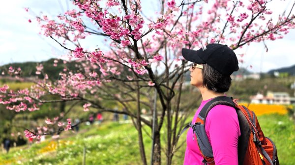 即將春季的百花齊放鵝尾山串行古圳道及平菁街42巷賞櫻健行O型走2988707