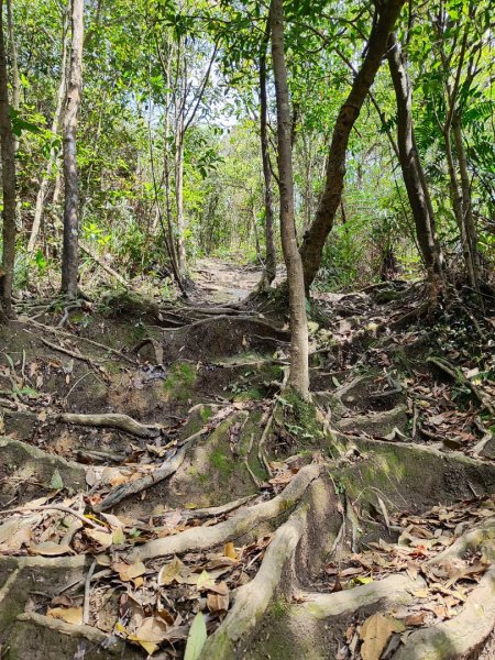 新山夢湖-友蚋山-友蚋南峰-五指山古道2755389