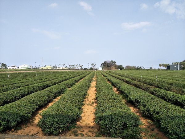 田園茶香賞茶步道1254717