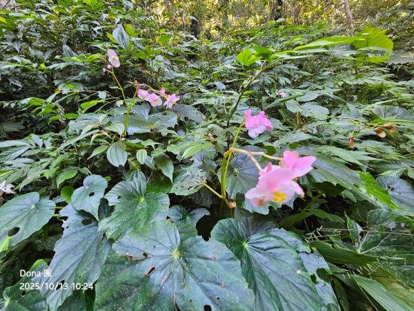 復興三尖老么之那結山1520m(嘎色鬧上)全紀錄2915487