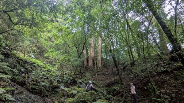 鎮西堡巨木步道群 (B區)2861171