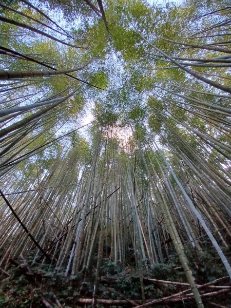 【雲林古坑】舒適宜人。 石壁山連走好望角嘉南雲峰2755240