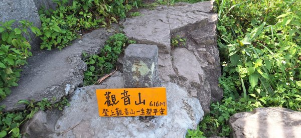 【2024觀音觀鷹尋寶任務】一日走完七條步道完成!2508429