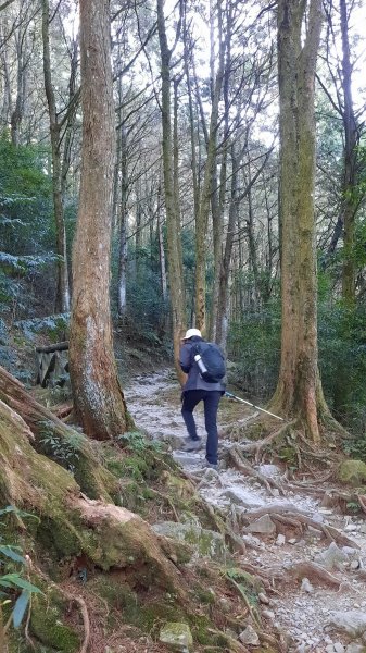 《台中》秋紅約定｜鳶嘴稍來山國家步道上稍來山賞台灣紅榨槭202112051538509