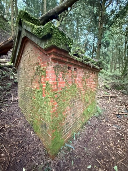 鹿屈山-杉林溪賞花趣2816489