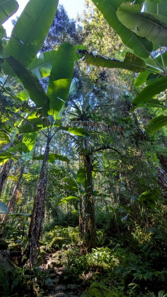 鳳凰山步道（溪頭）2838236