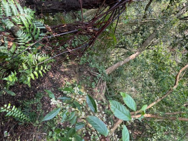 桂山路197巷 》呂奔山北峰 》呂奔山 》阿玉壩2755799