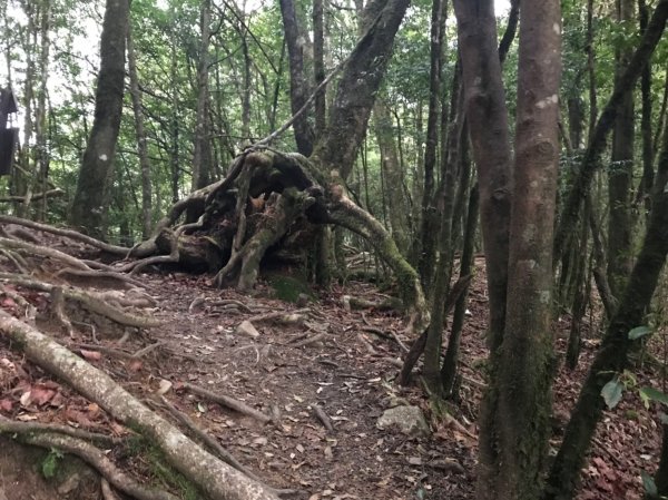 2019 03 05 鳶嘴西稜步道539708