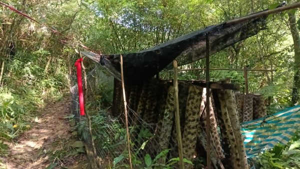 雙溪區竹子山-南勢坑山去回3077213