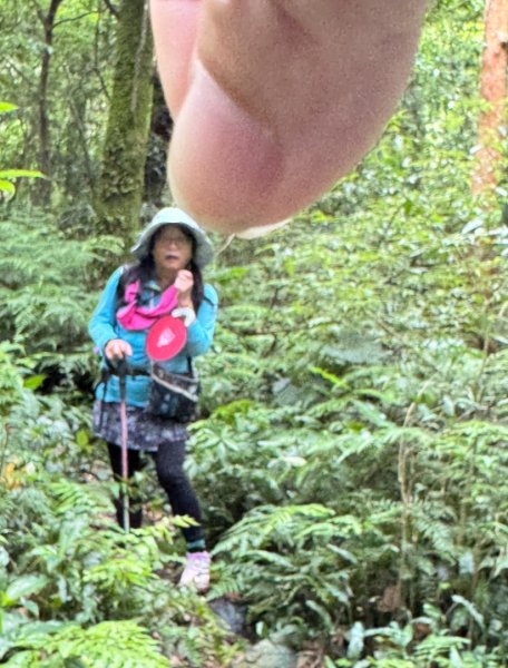 八五山古道賞九穹奇樹 尋鳥嘴下山（煤源山）2803365