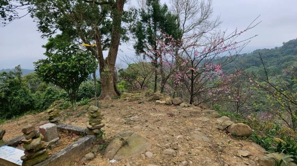 20260127流水蓮華-飛沙縱走-坑尾山南稜2992546