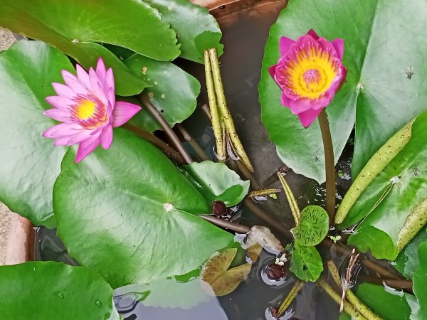 內湖文德三號公園、瑞陽公園《花之饗宴》1903241