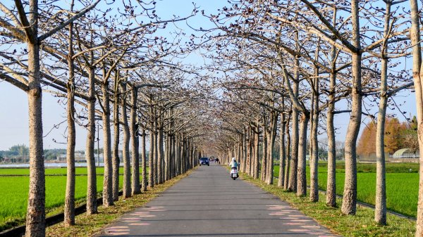 《臨江仙。木棉春色》2735223