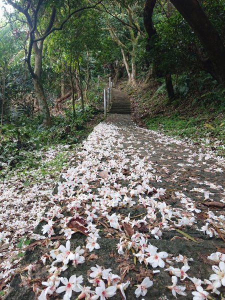 火焰山之桐花大爆發2483346