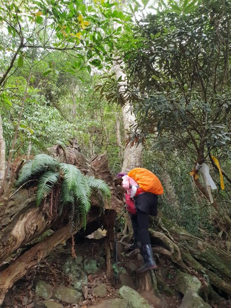 20190106硬陡的第八雄-阿冷山500824