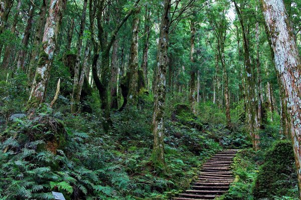 太平山/翠峰湖465044