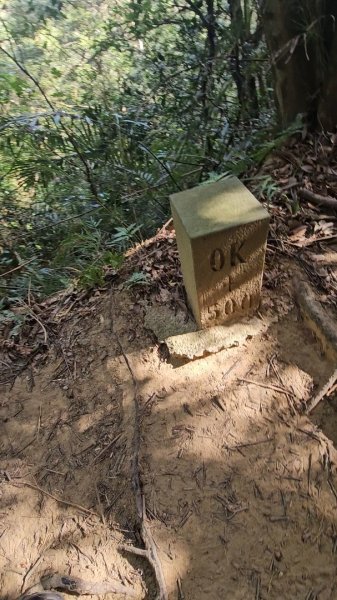 20251223芎林文林古道O走+雞寮坑山+芎林顯伯公野餐2975943