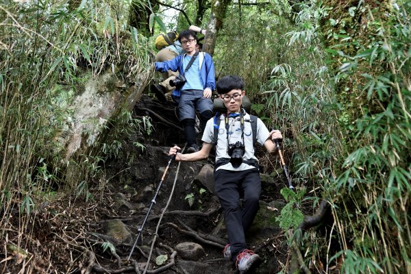 加里山。杜鵑嶺910933