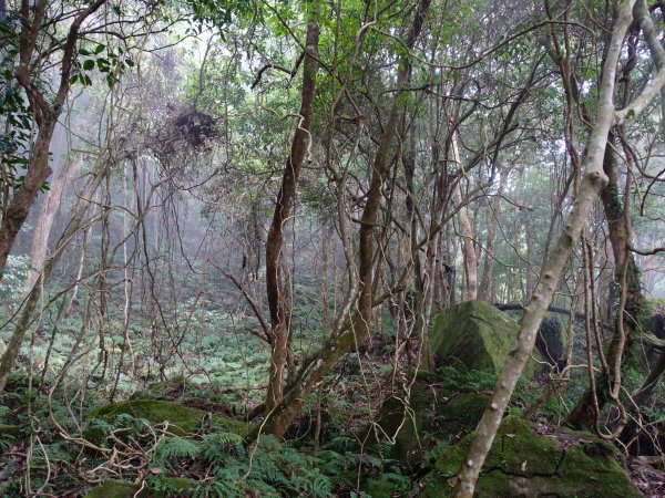 2021首登-走進油羅山迷霧柳杉林1223062