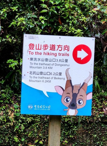 【中級山縱走】觀雪縱走（雪見大板根，仰天神木，北坑山，司馬限林道）2741252