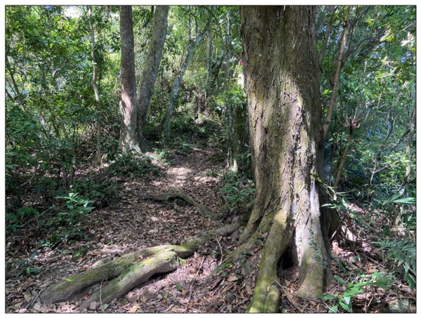 赤柯山、赤柯山南峰、東獅頭山 O型路線2785418