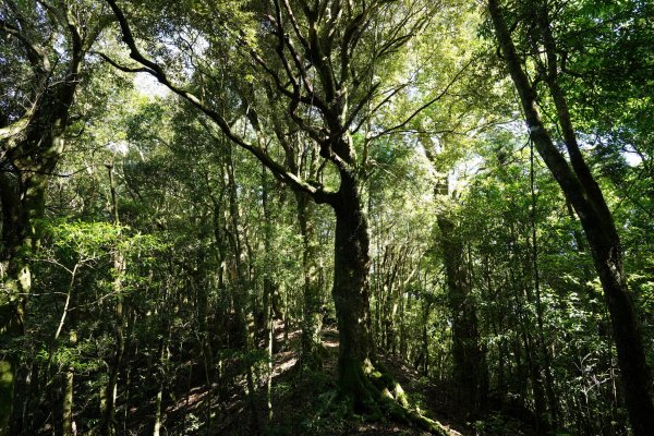 新竹 五峰 油羅山、霞山2798250