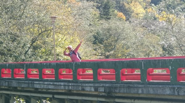 (姨婆趴趴走)第三十四集:台中武陵農場一日遊  觀賞楓紅、銀杏、落羽松、萬壽菊之美2376088