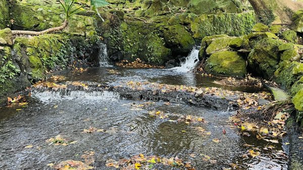 陽明山橫嶺古道|搭公車就能到京都嵐山竹林美景||澄園秘境賞梅前山公園悠閒野餐1603377