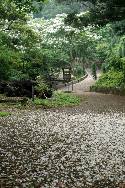 鳴鳳山古道賞桐趣328099