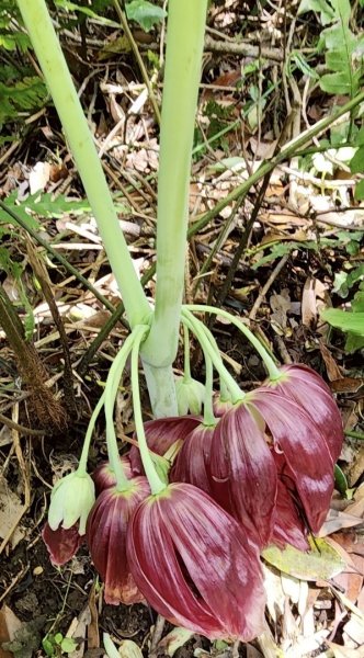 大屯西南稜-上大屯尋找八角蓮採野🥬-貴子坑連走六峰2756165