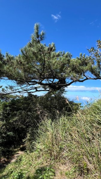 淡水興福寮古道2923333