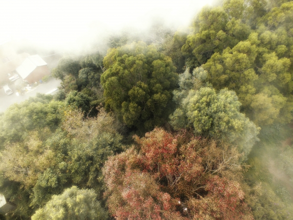 苗栗--薑麻園步道7476