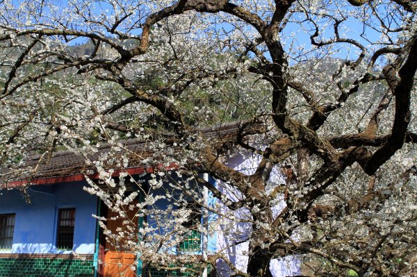 【南投~信義 】牛稠坑賞梅1254939