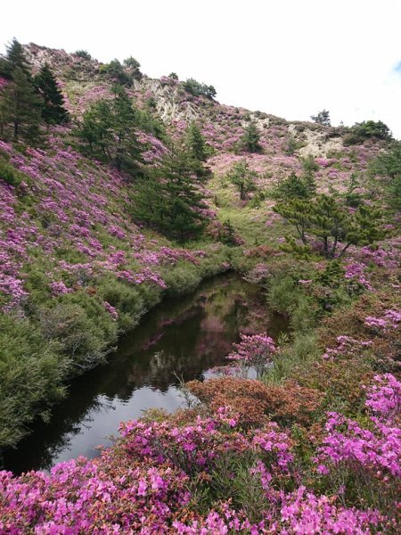 合歡山北峰 紅毛杜鵑611413