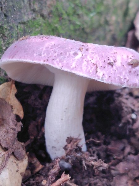 長壽山、肥崠山、醜崠山、大崠山、大崠山經建版2931949