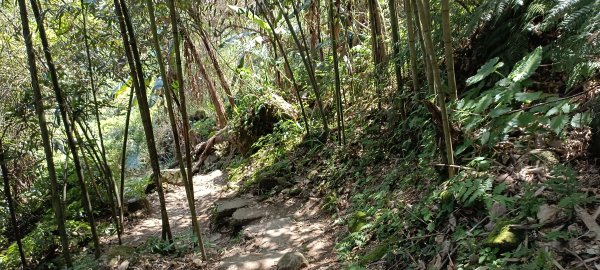 20220312_馬那邦山 細道邦山南峰 細道邦山1637085