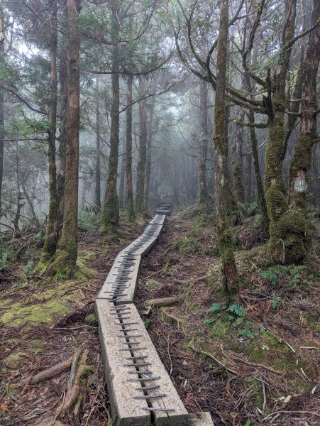 翠峰湖環湖。東口遇見黃喉貂2284333