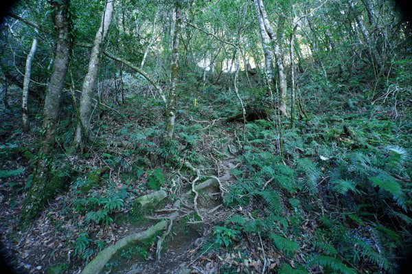 新竹 五峰 西高橋山、霞喀羅大山2959333