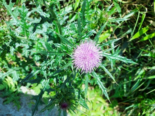 台北大縱走第三段（小油坑-風櫃嘴）202104301617662