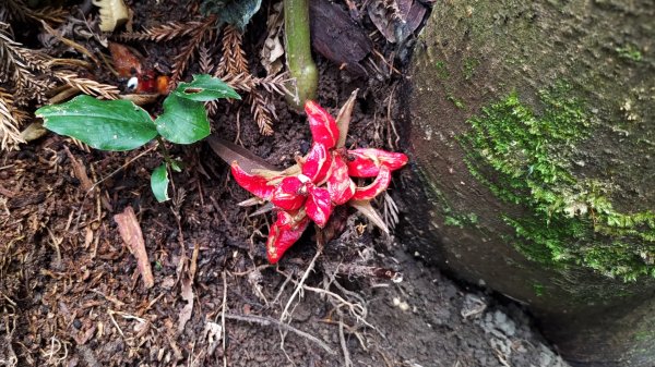 雙石縱走加碼蓬萊仙島山2997566