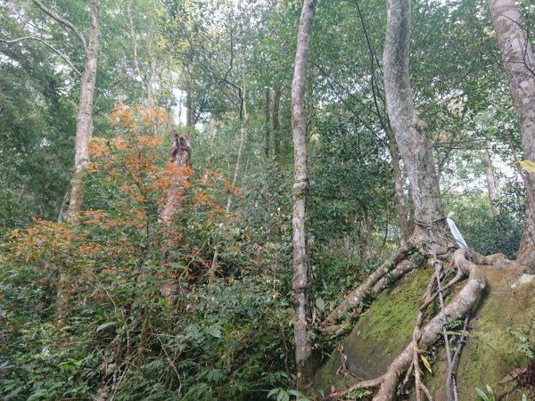 那結山（嘎色鬧部落線）893464